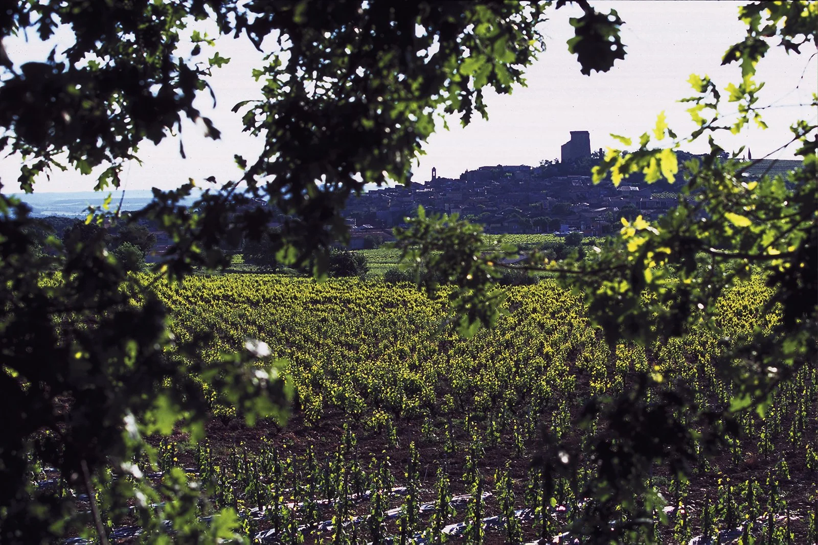 château-Duclaux.jpg