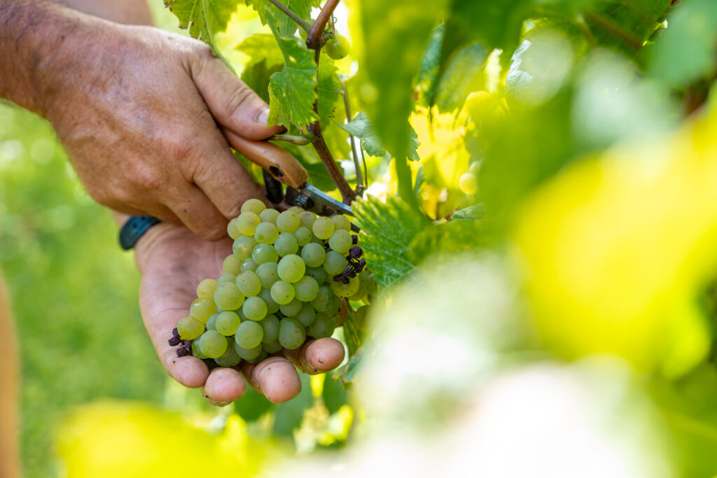white rhone3.png