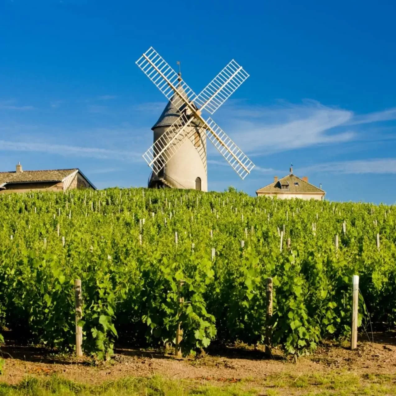 Beaujolais_Region_Windmill_Corkframes_f62b7dbc-25f9-4bfd-b3d3-a5df3523cbd9.jpg