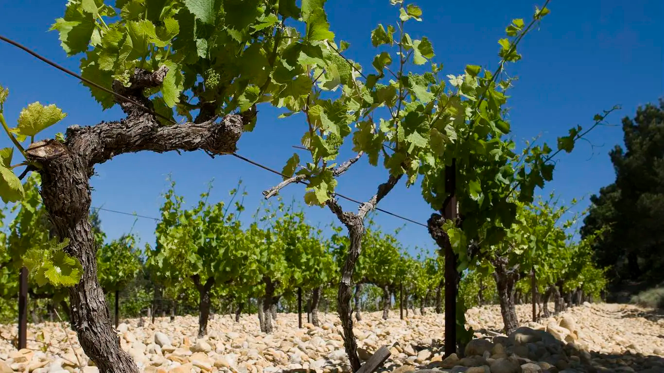 white rhone.png