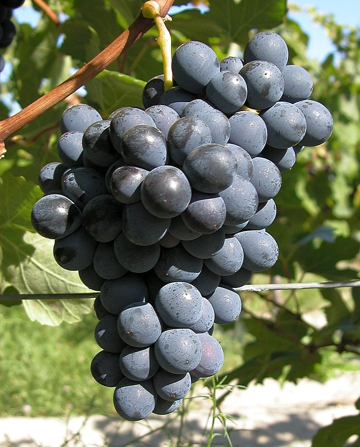 Barbera.jpeg