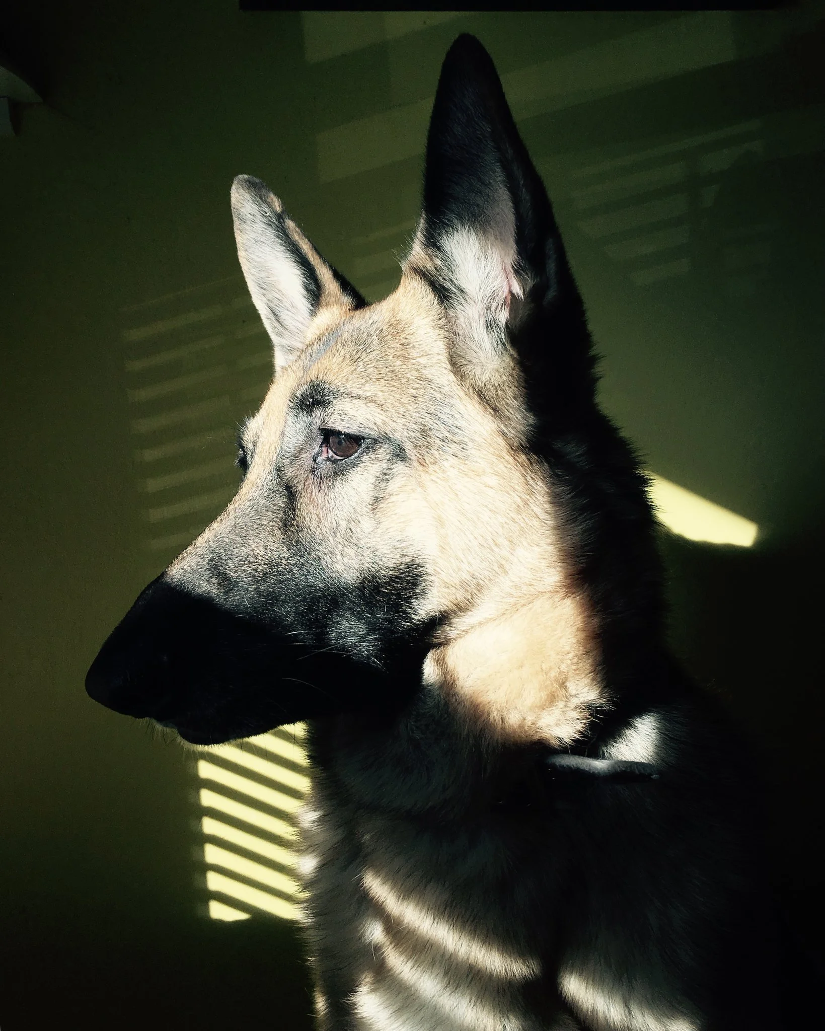 La perrita que inspiró la creación de DogmeaT en fallout 4 ha fallecido