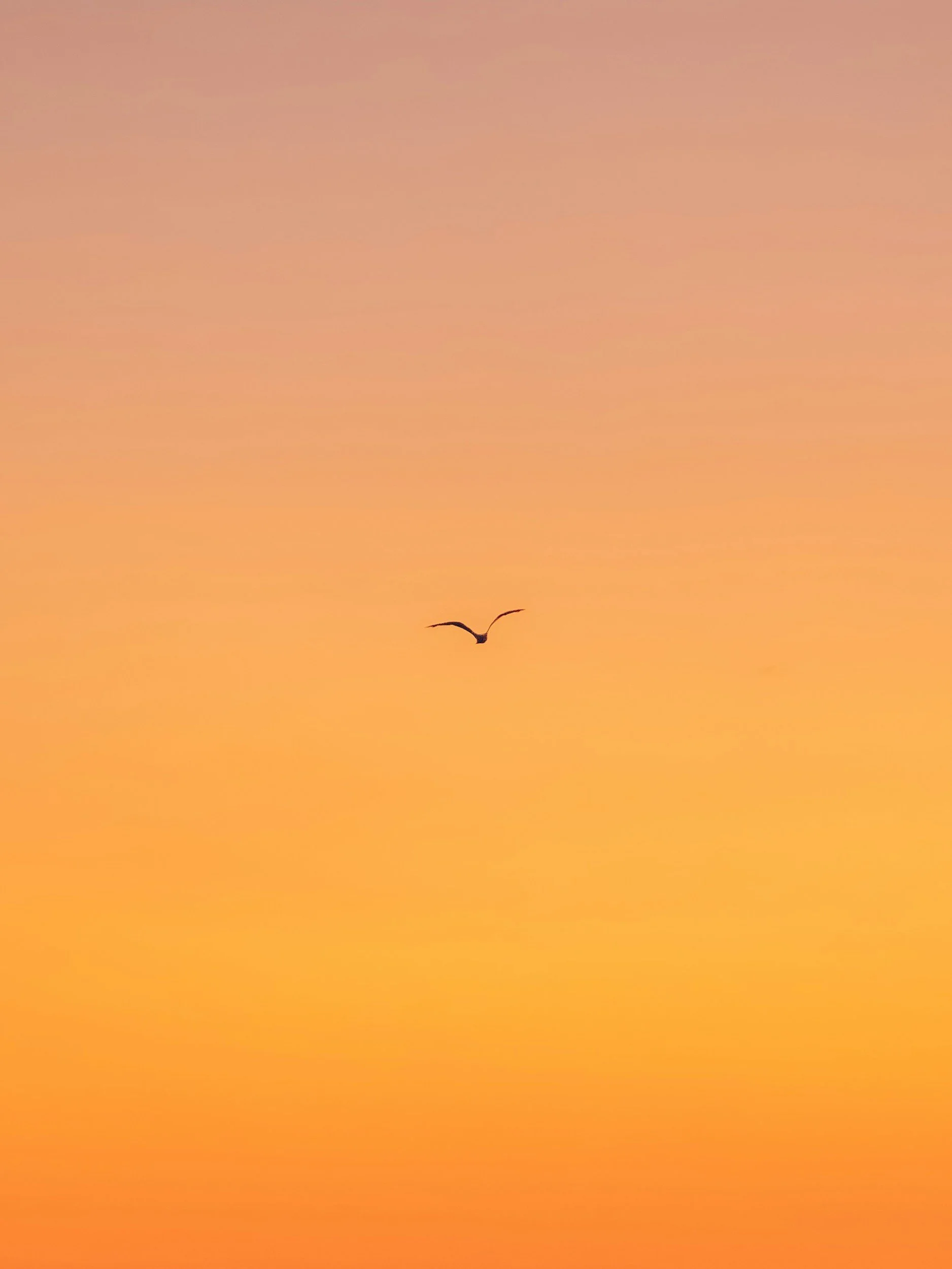 Pittsburgh New Church School Presents: The Lion King Jr.