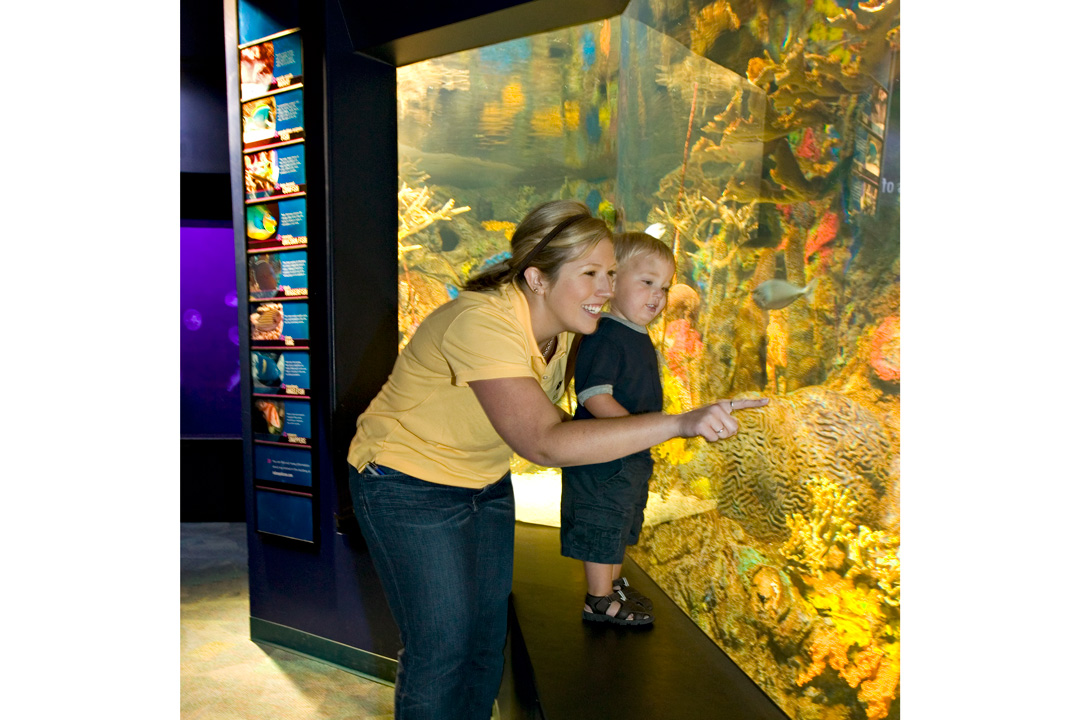 Indianapolis Zoo & Aquarium — Roto / Lyons Zaremba - Coral Reef002 Fleck 3x2 Web