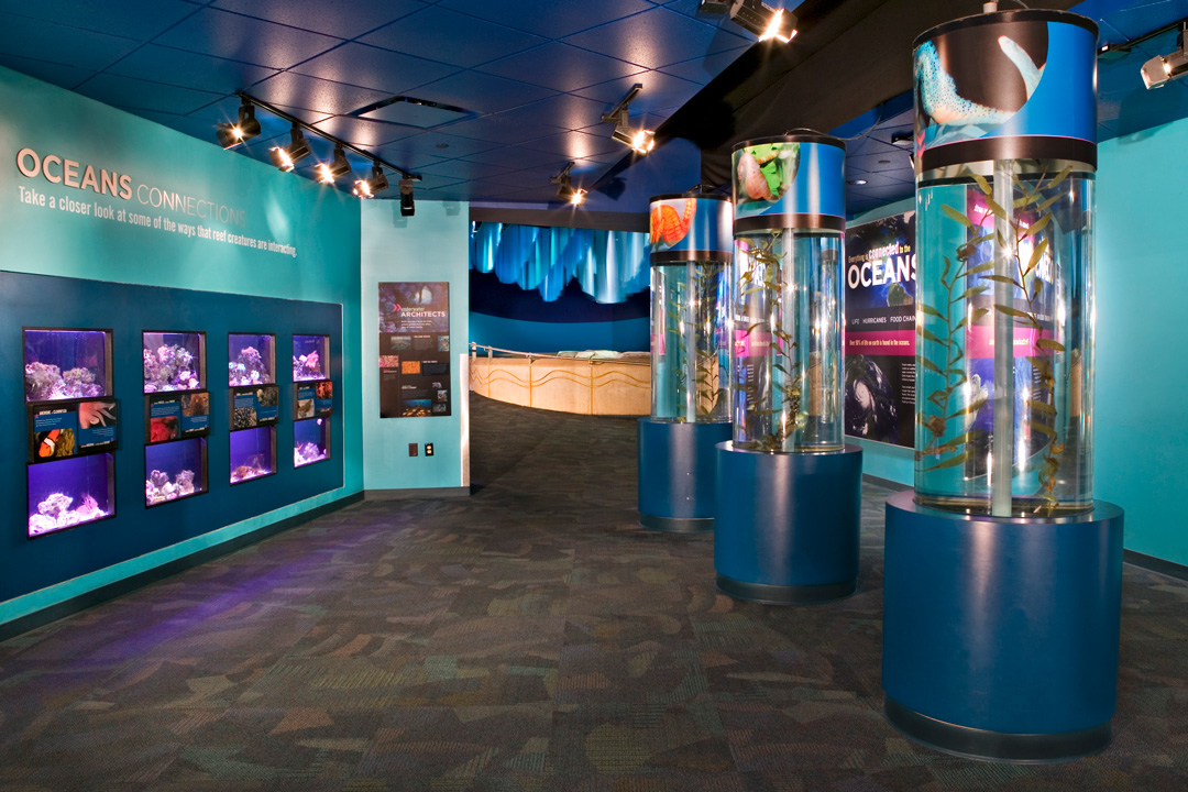 Indianapolis Zoo & Aquarium — Roto / Lyons Zaremba - Seahorses531a Fleck Web