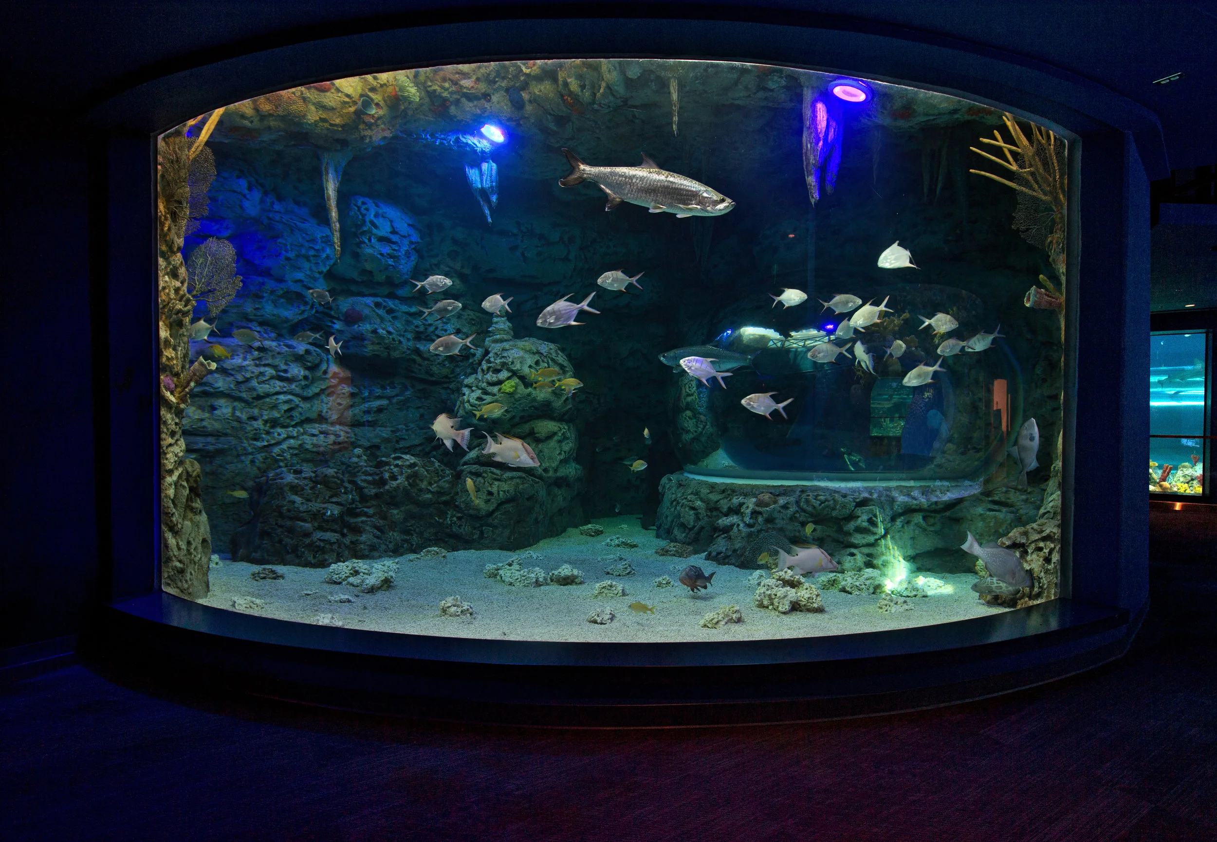 TSA Caribbean — Roto / Lyons Zaremba