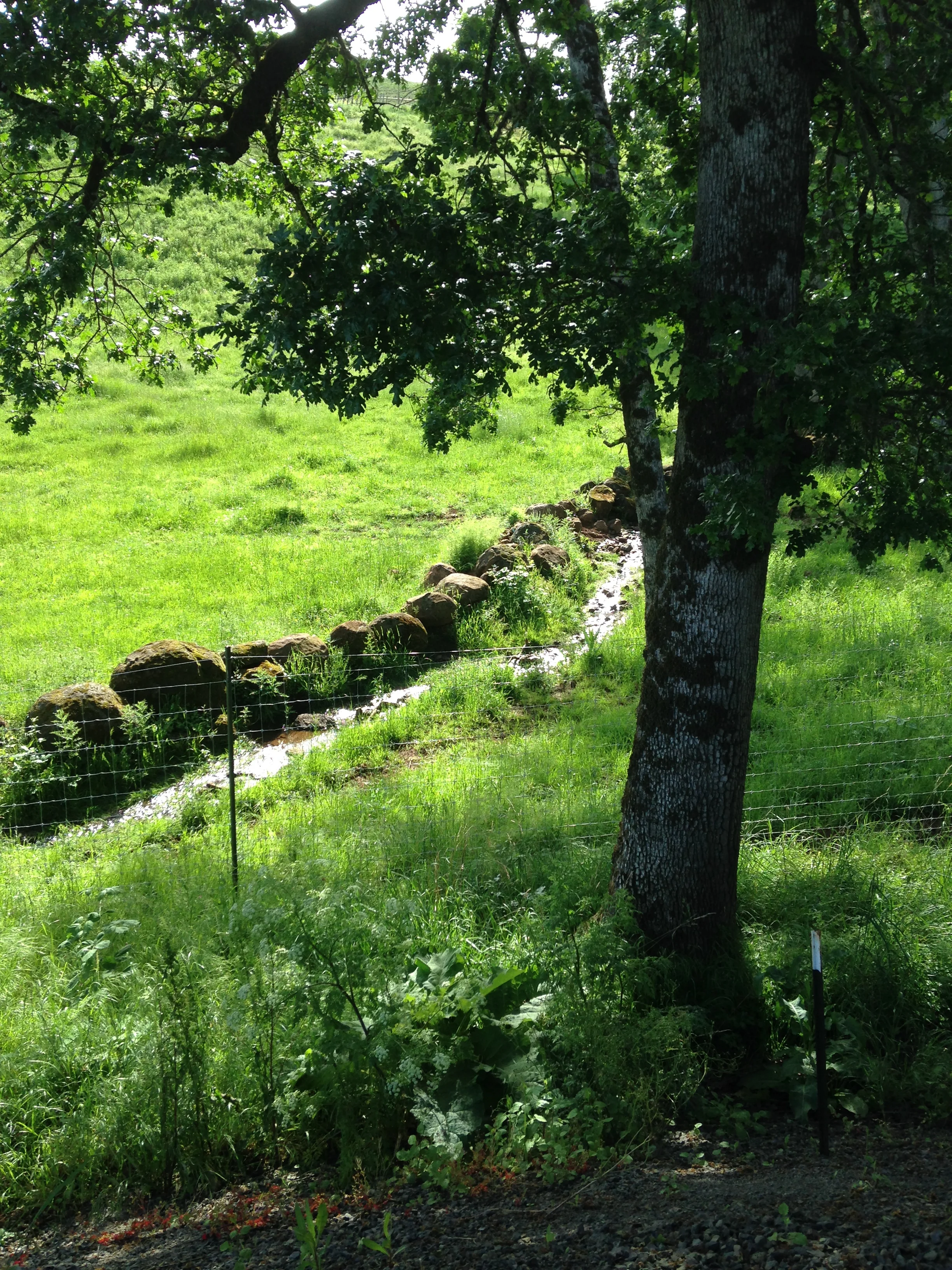IMG_1112.jpg