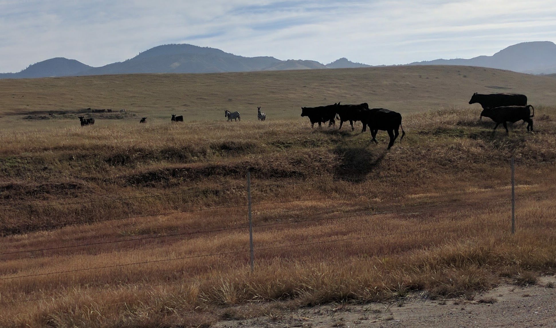 Zebra?!? Look closely!!
