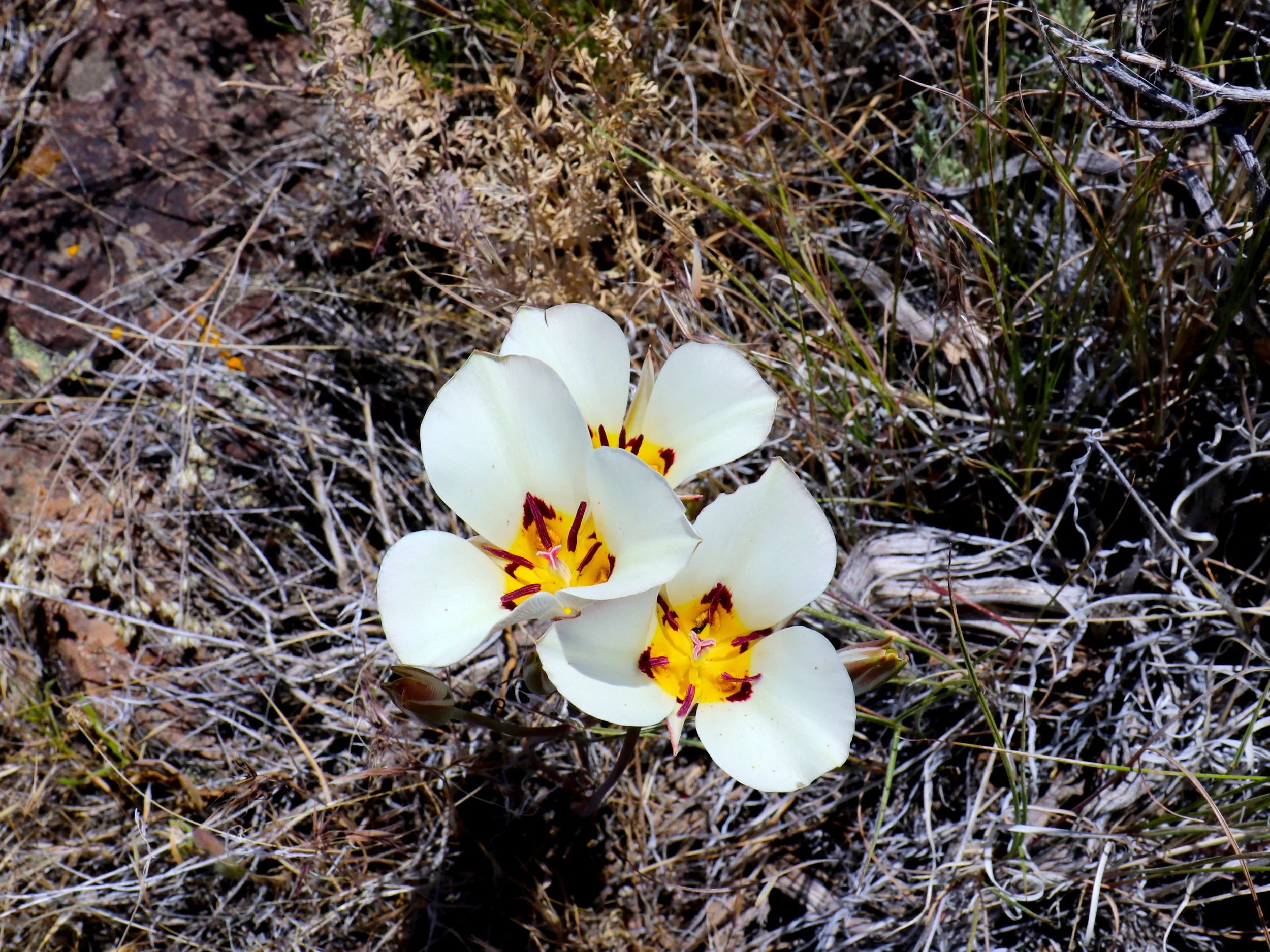 gifford-canyon3.jpg