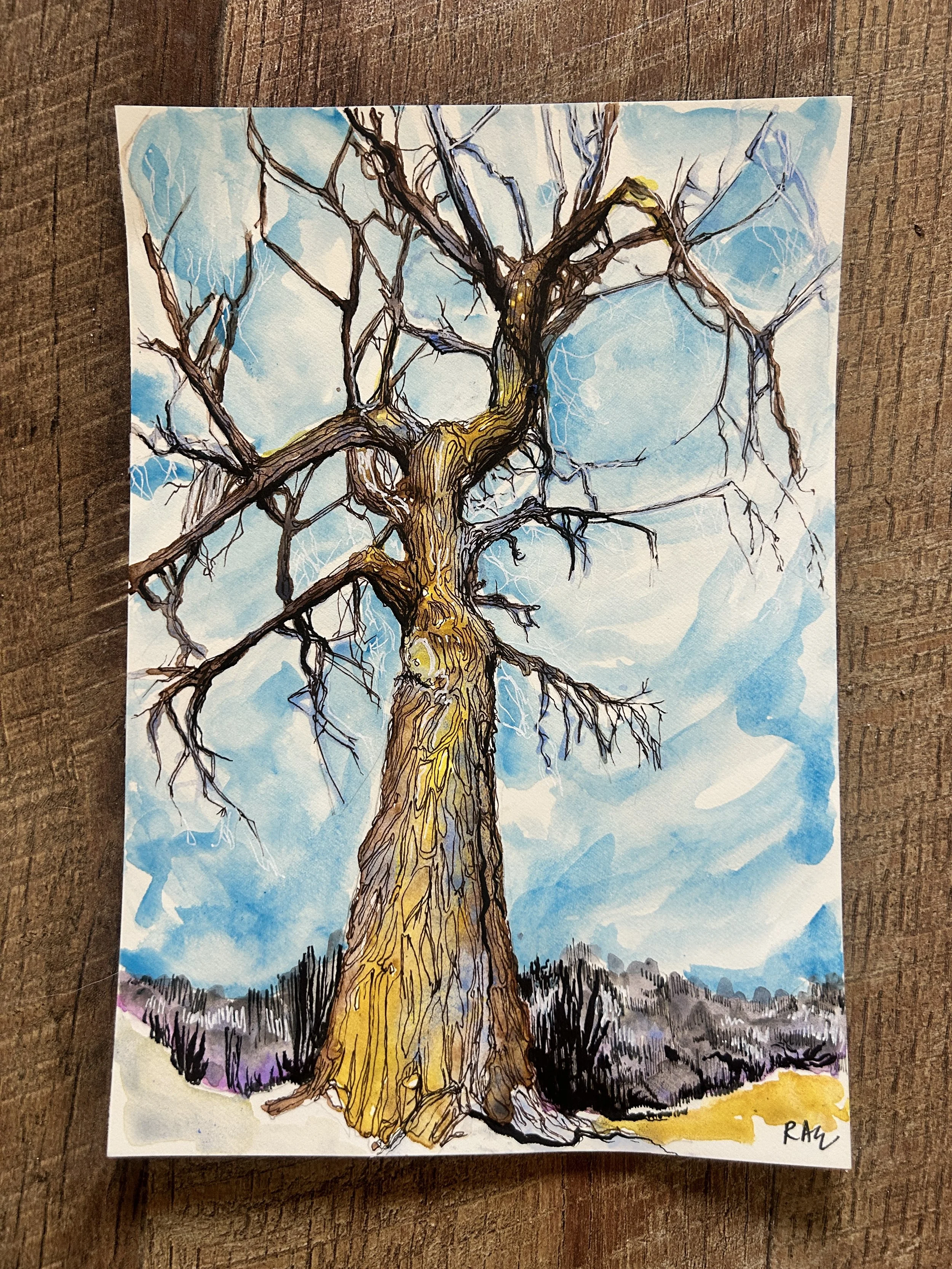 Winter Cottonwood