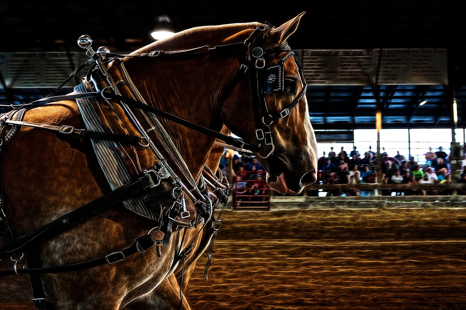 00248_horse_pull_1.jpg