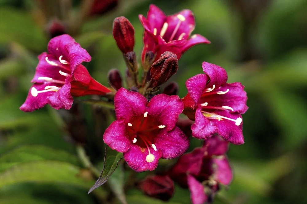 58_weigela_1.jpg