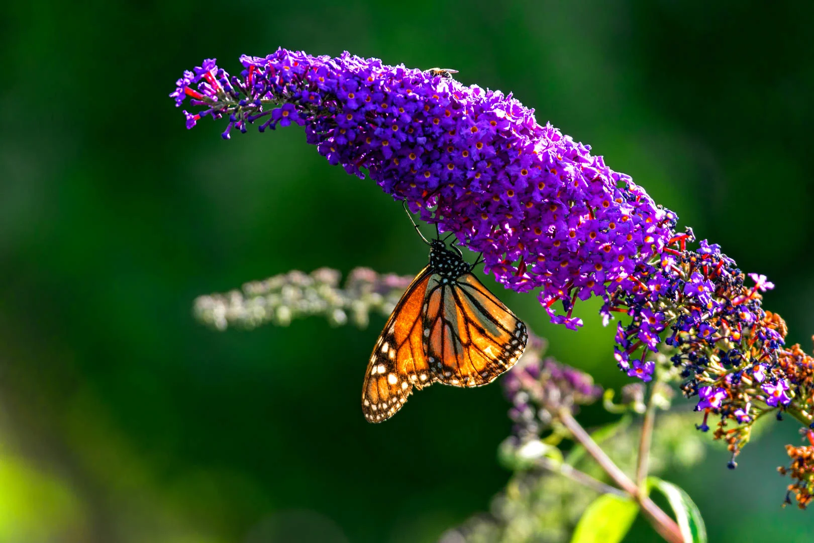 Monarch_working_00030.jpg