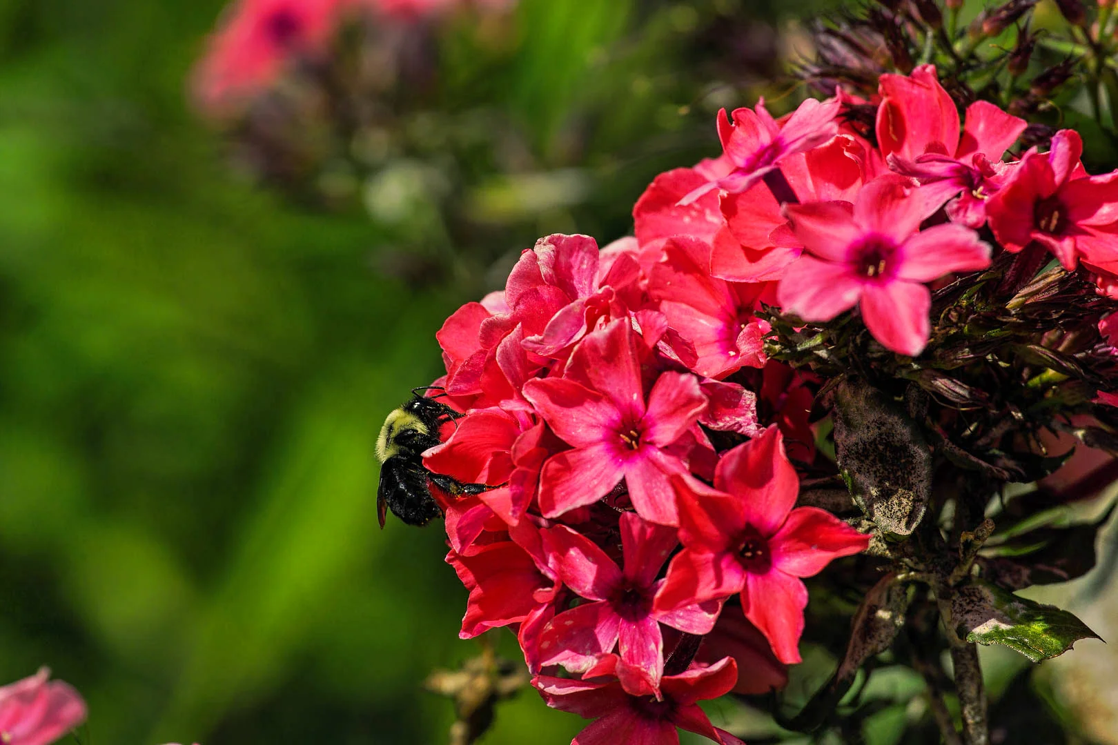 DSC153_Phlox_Bee_2.jpg