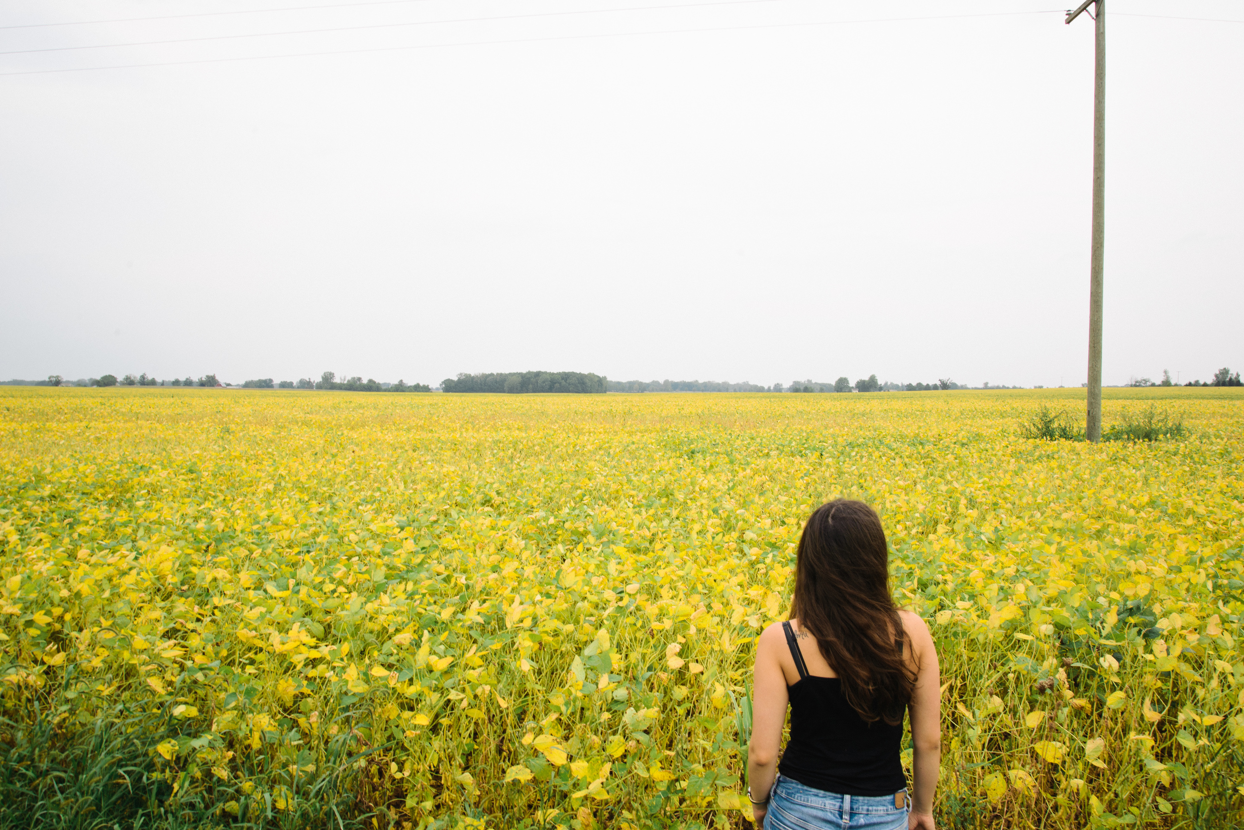 Michigan fields.jpg