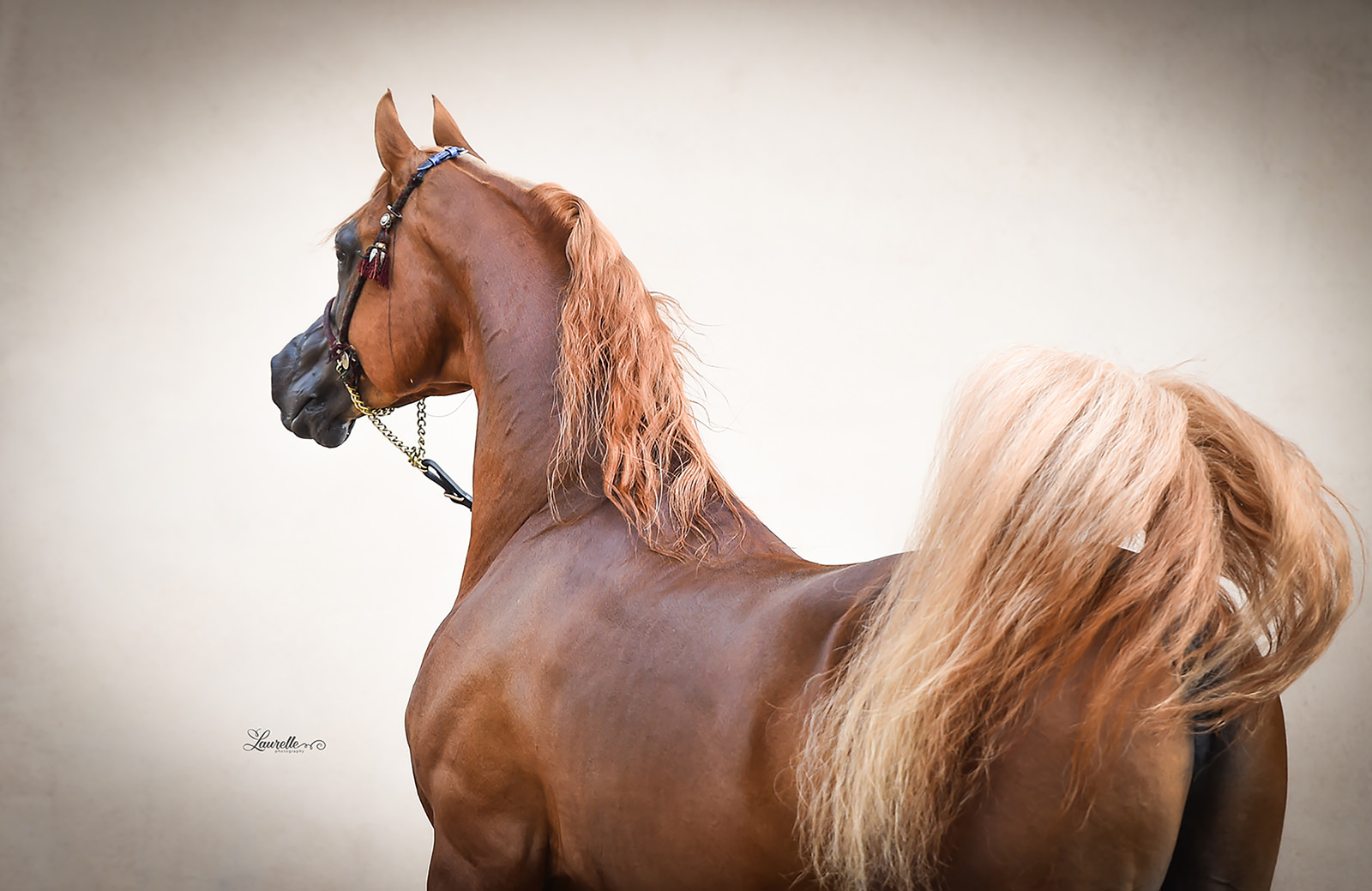 2016_FT_M_preview-7957.jpg