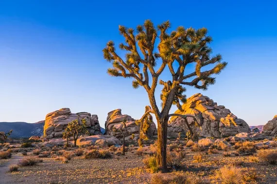 Joshua_Tree.webp