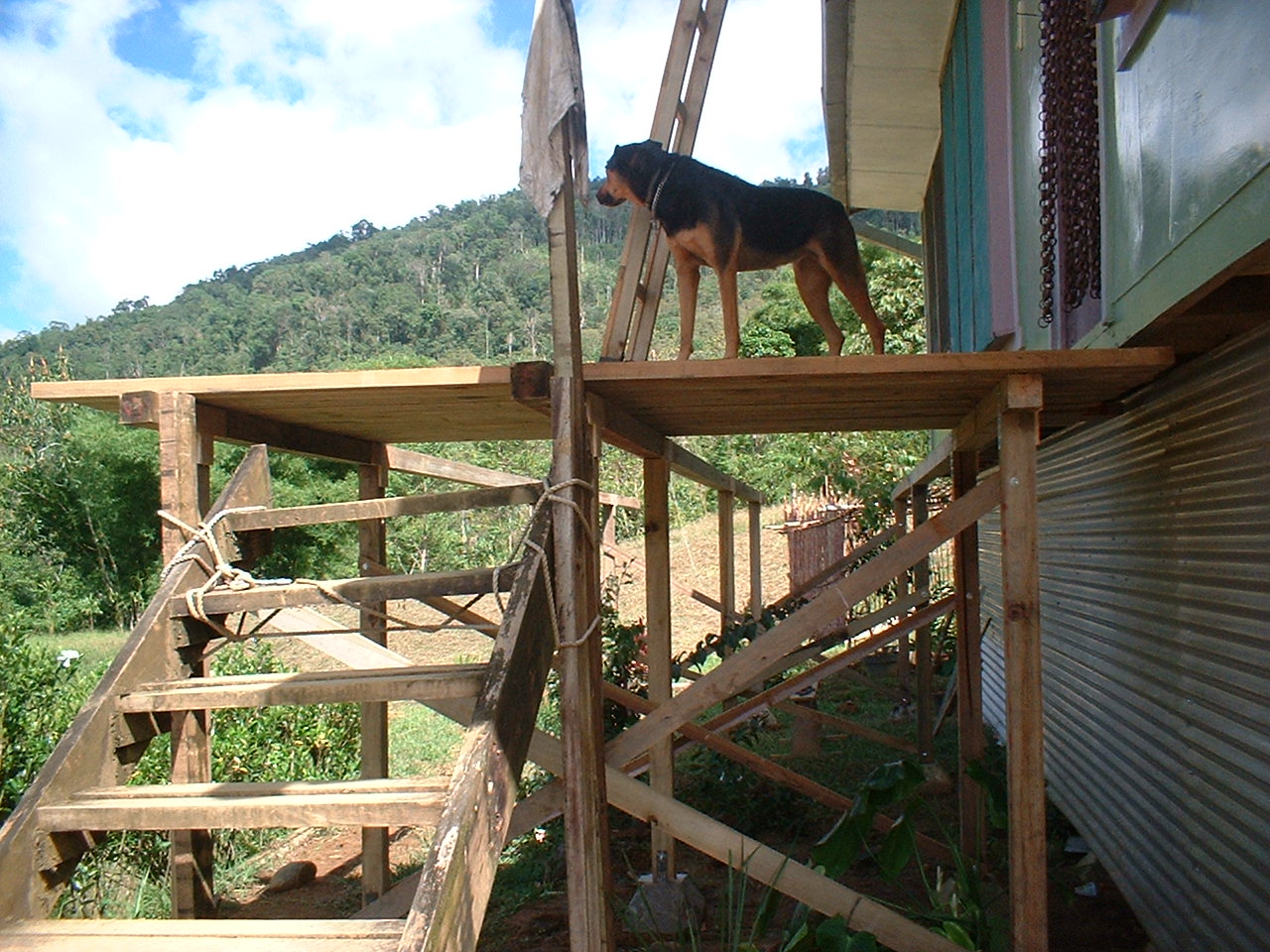 Nike on our new porch.JPG