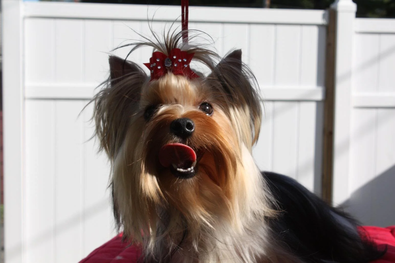 yorkie.jpg