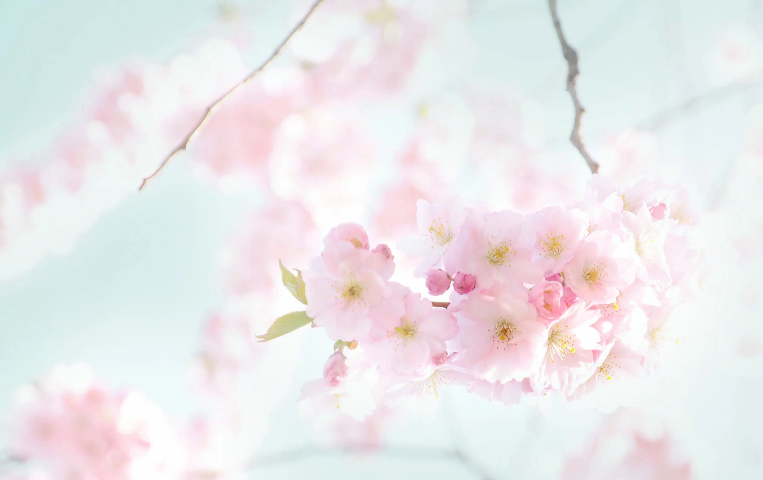 www.amalaya.ch-hypnose-coaching-genève.jpg