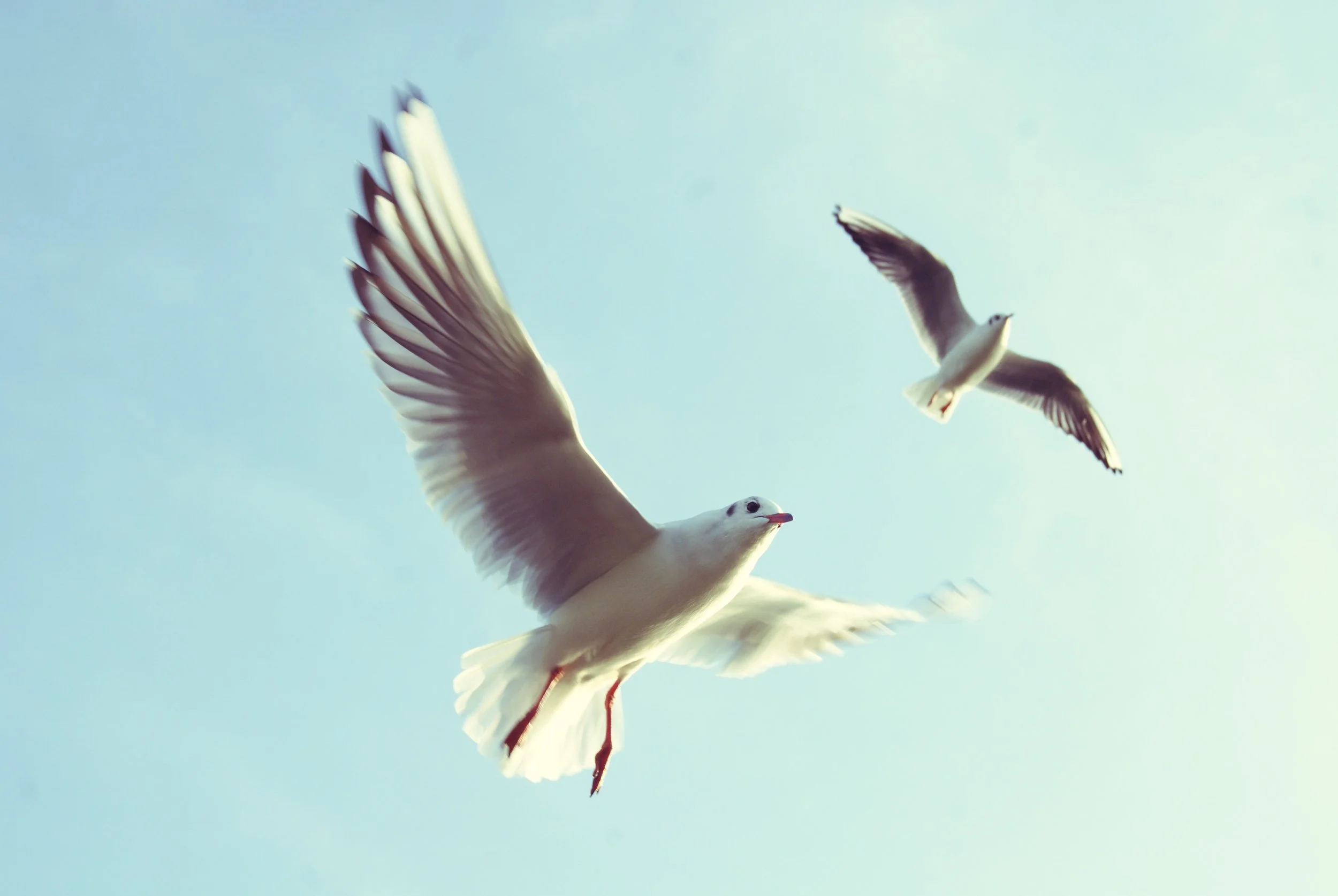 www.amalaya.ch_therapie_transformation_coaching-genève.jpg