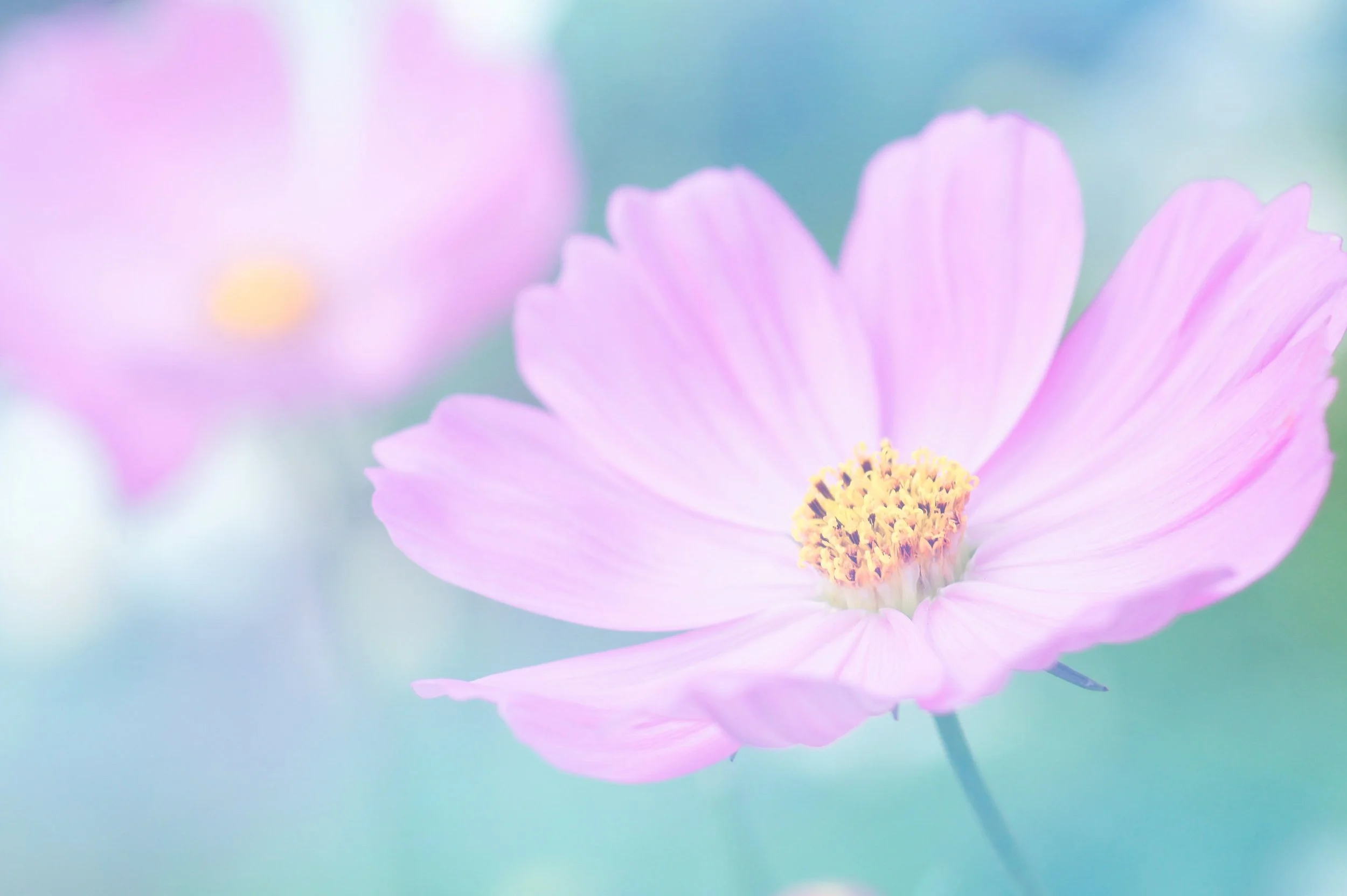 Consultations à Genève et Online