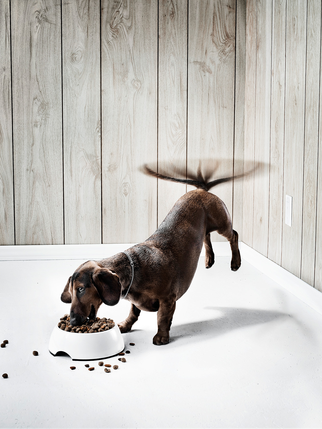 purina