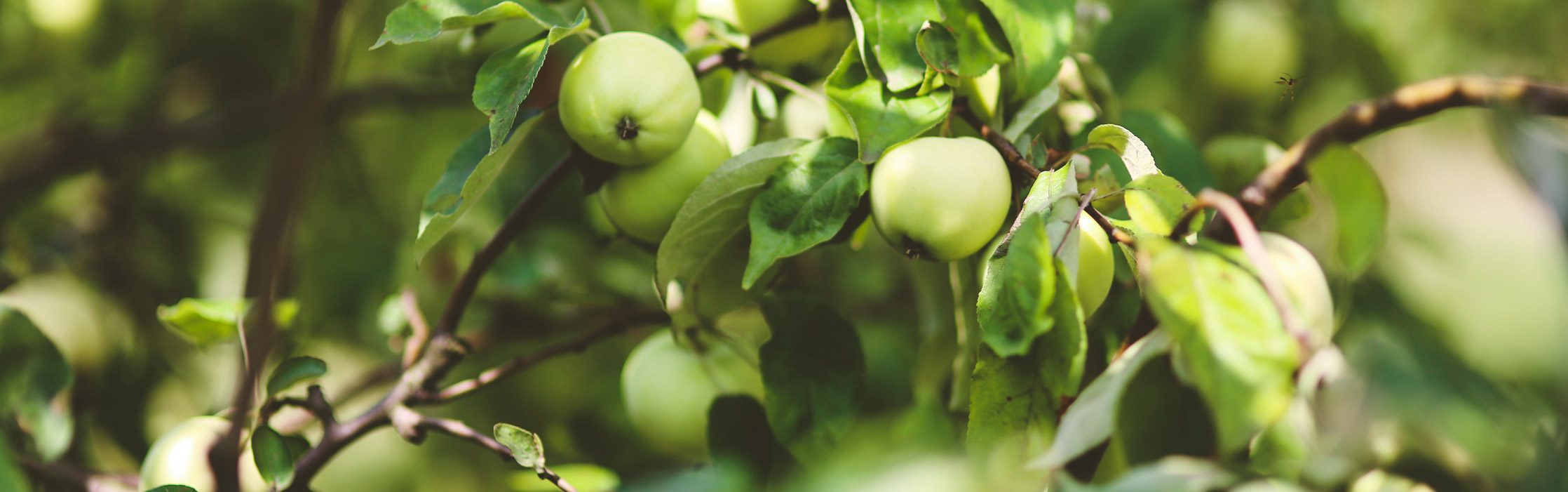 banner-sustainability.jpg