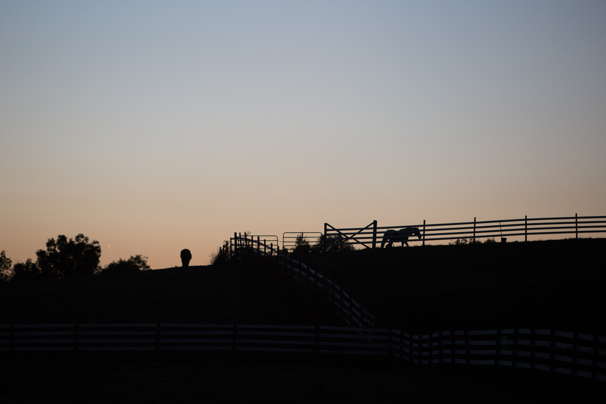 Horses are free to roam in the fields at Stonegate Farm in Coolville, Ohio. Stonegate is a boarding and riding facility and is home to the Ohio University Equestrian Team. 