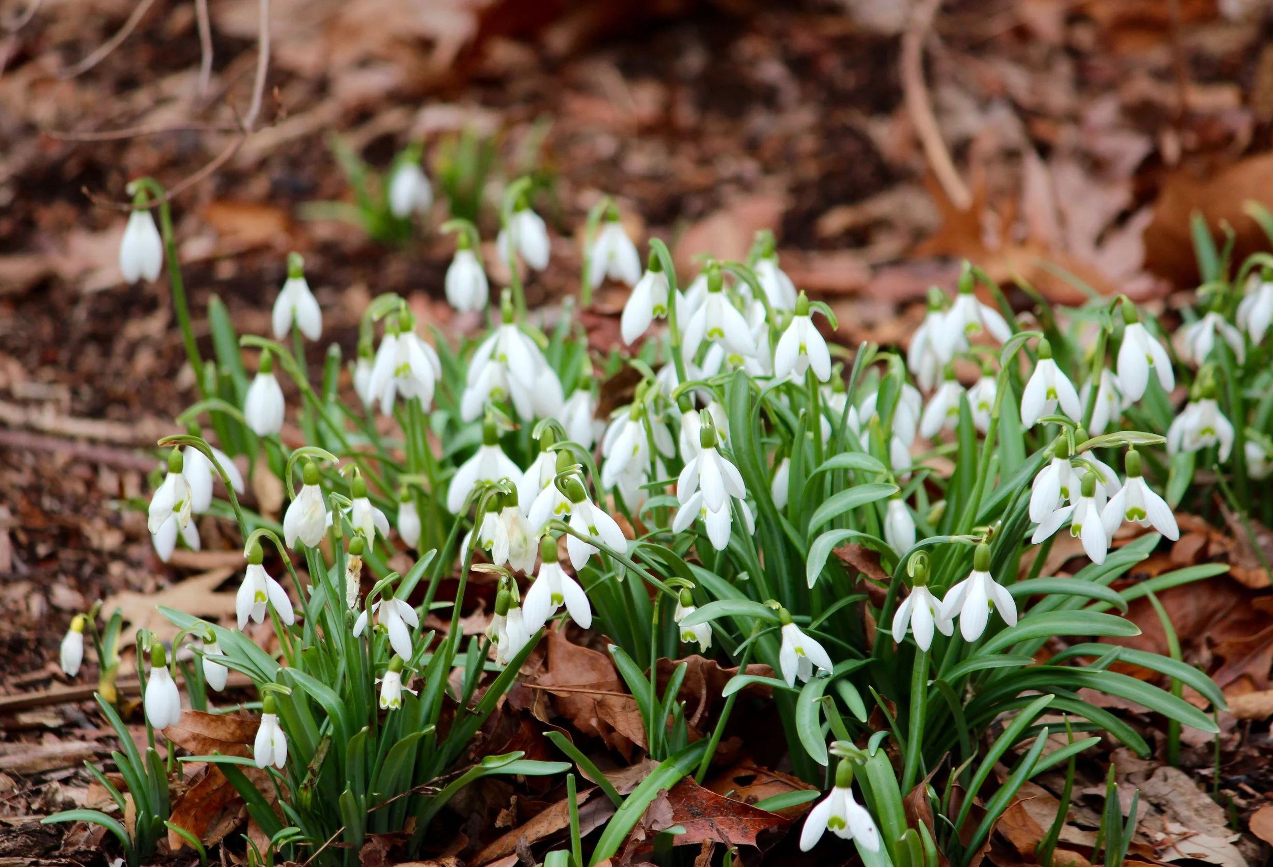 Welcome Spring