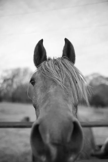 johnkelleyhorse.jpg