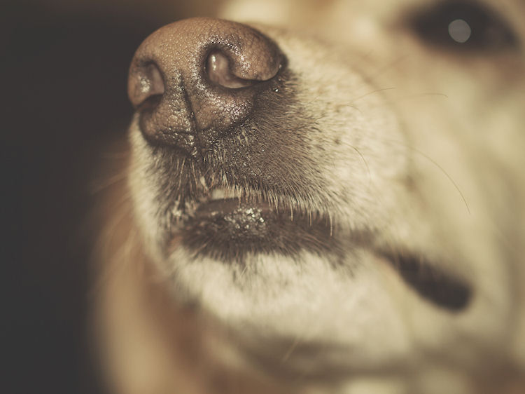 Morgan, my golden retriever | Raleigh, North Carolina | © Christy Hydeck