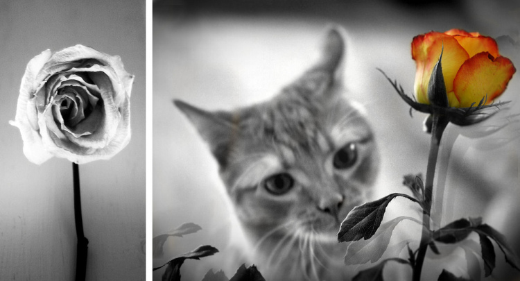 Photo Credits: © Susan Tuttle (left), © Christy Hydeck (right)