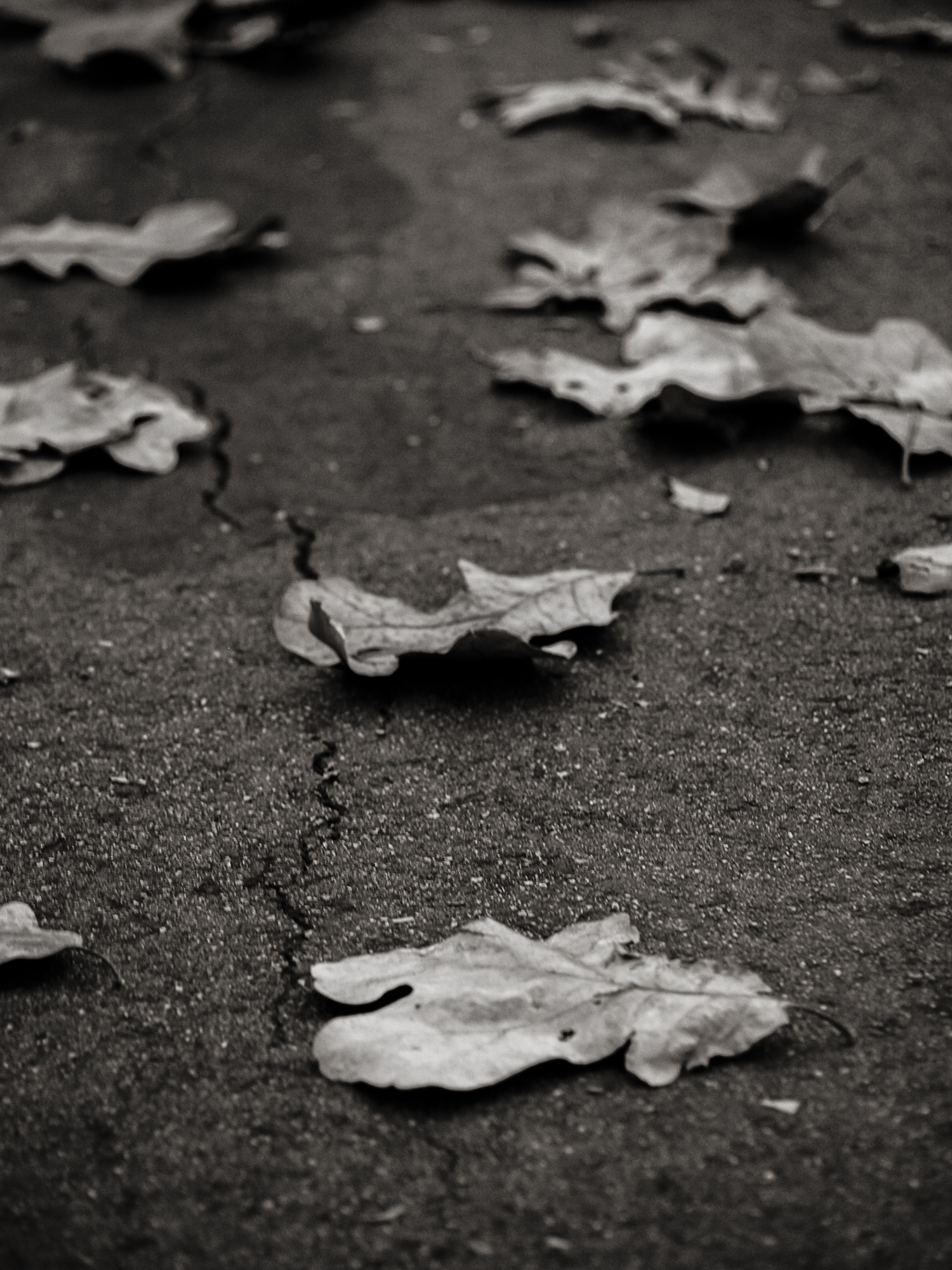 Duke Park | Durham, North Carolina | © Christy Hydeck