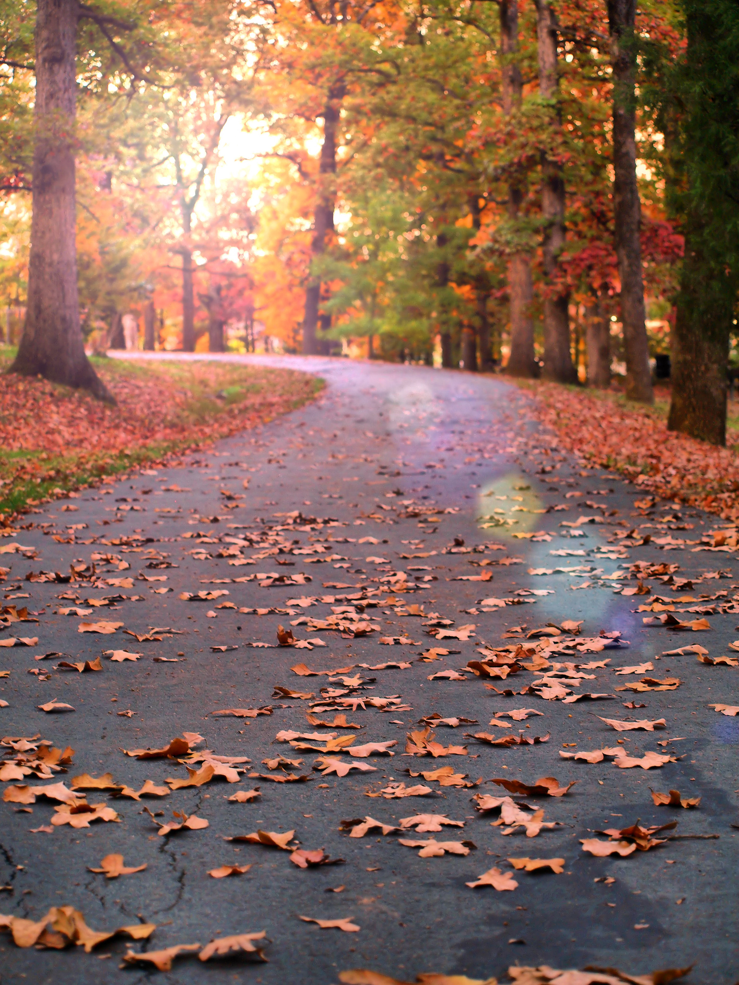 Autumn at Duke Park | Durham, North Carolina | © Christy Hydeck