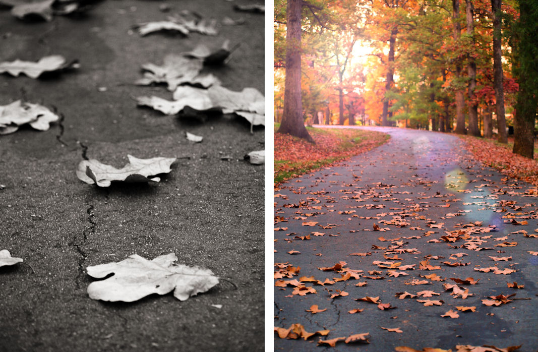 Autumn Photography taken at Duke Park in Downtown Durham, North Carolina