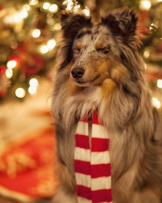 @coopertherescuedog hopes your holidays were as magical as his were. We've missed you all and look forward to being a larger part of IG again this year :) #sheltie #rescue #adoptdontshop #christmas #dogsofinstagram #virginia #manassas