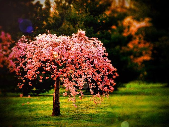 &quot;He who plants a tree, plants a hope&quot;- Lucy Larcom (i figured i should start posting again since my website is almost done- it's taken almost all my focus!) missed you all. 
This is an old shot - taken in 2008 at the #cherryblossomfestival 