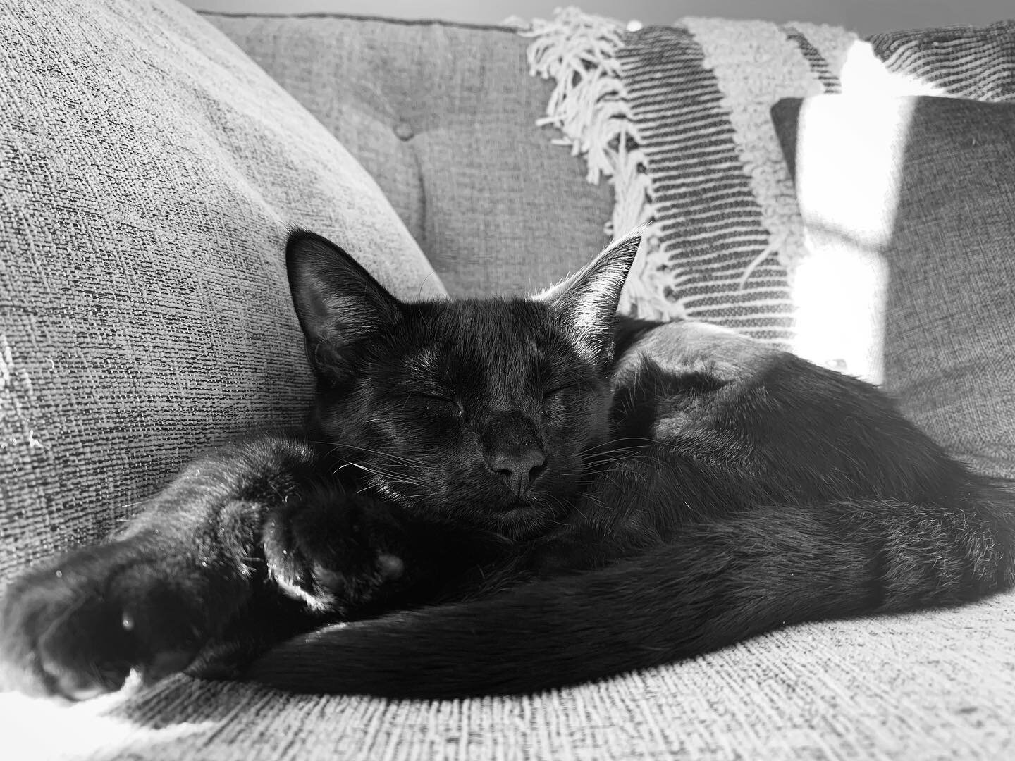 Lady naps a lot 🐾
.
.
.
.
.
#cat #catsofinstagram #blackandwhite #blackcat #blackcats #blackcatsofinstagram #catnap #toebeans #kittensofinstagram #kitten #kittens #kittenlove #catlovers