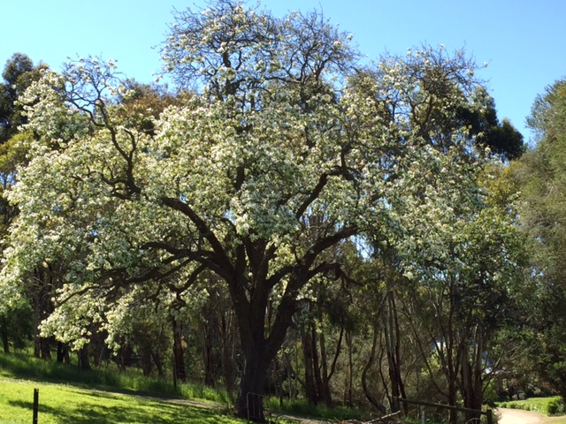 THE Pear Tree