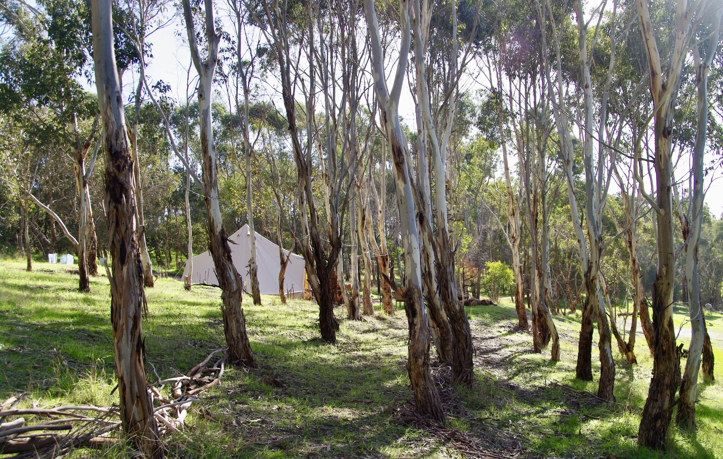 glamping tent in the forest