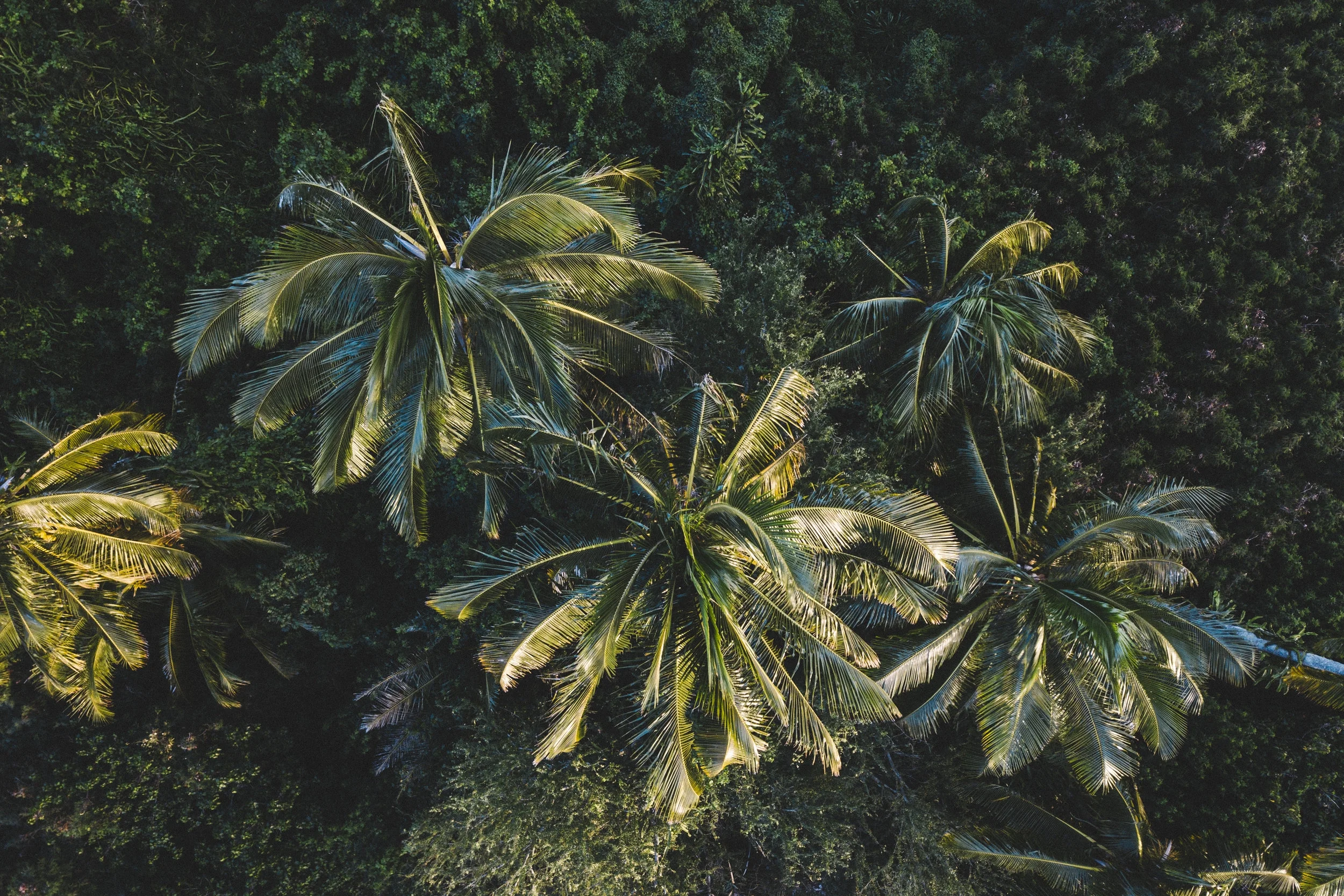DJI_0185.jpg