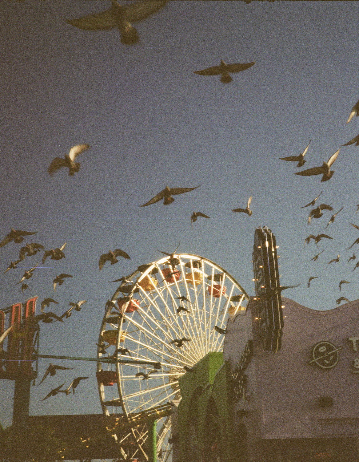 Ferris-Wheel-Pigeons-3D.gif
