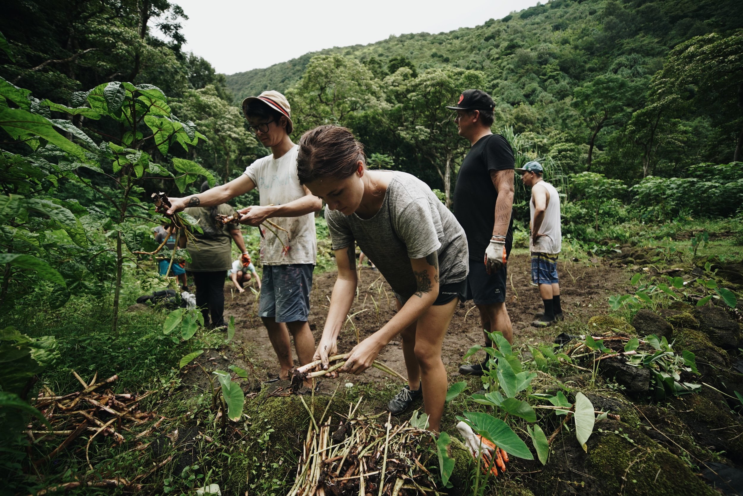 LO'I RESTORATION WITH POHAHA I KA LANI 4_PHOTO BY CORY MARTIN.JPG