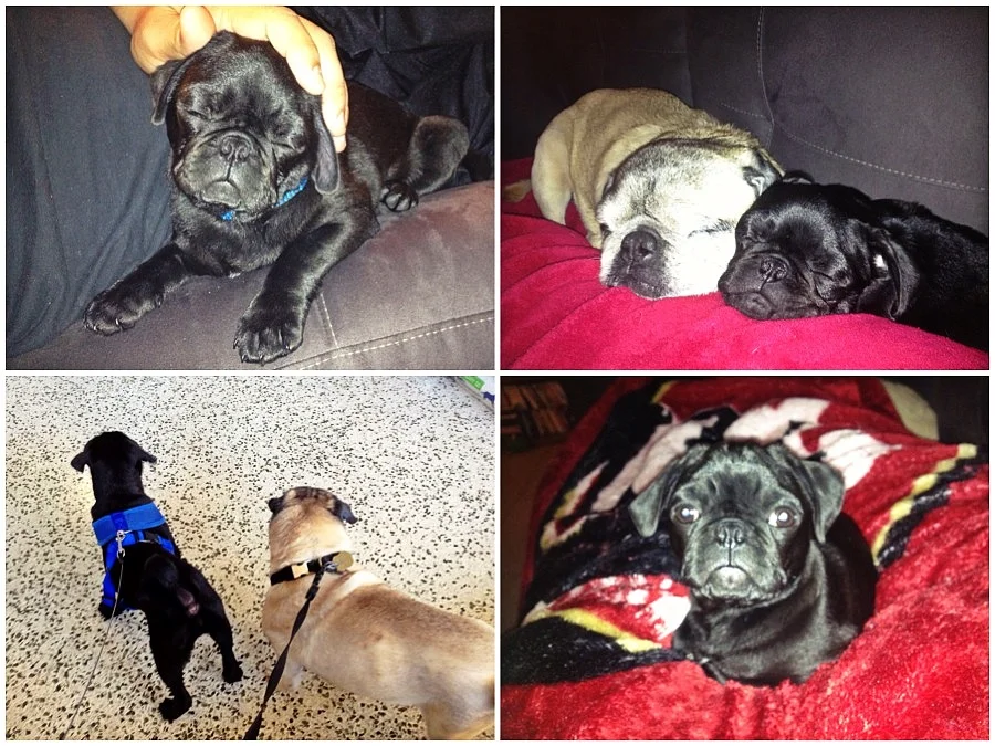 Winston-Otis-Pugs