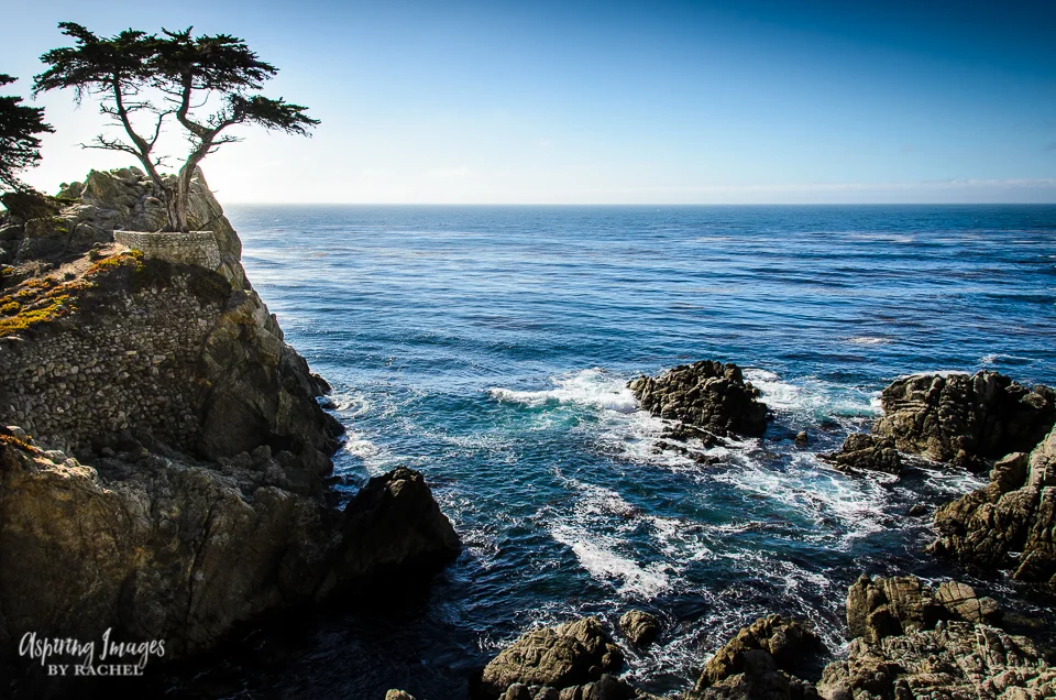 Lone Cypress - Pebble Beach, California