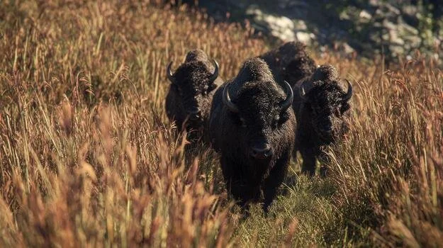 group-of-american-bison-walking-through-tall-grass-in-nature-free-photo.jpeg
