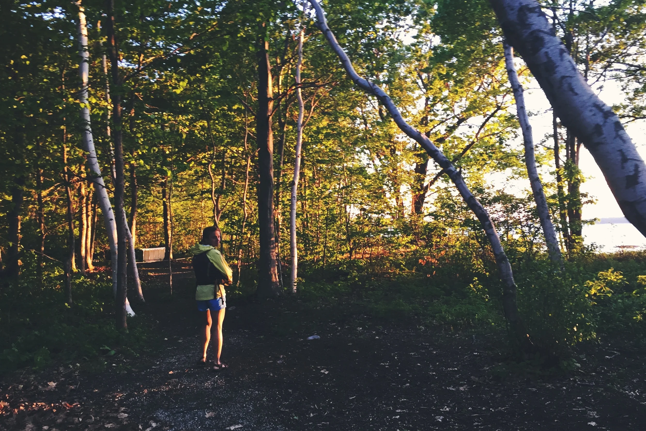Moose walking the island's short path up and down its western shore.