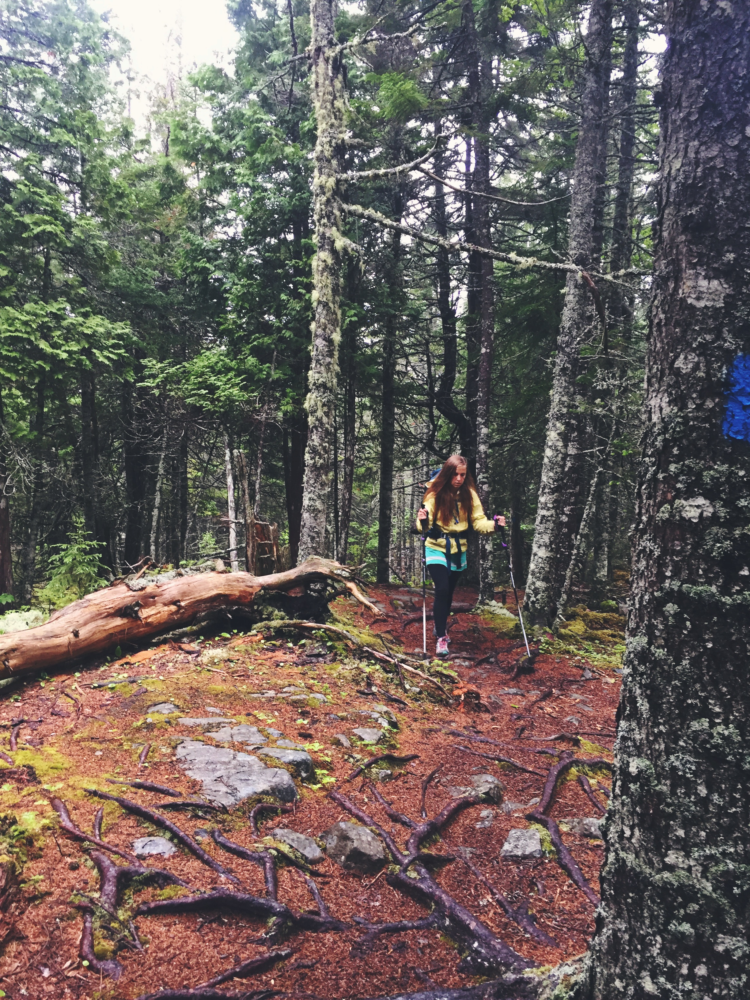 Blazing the trail