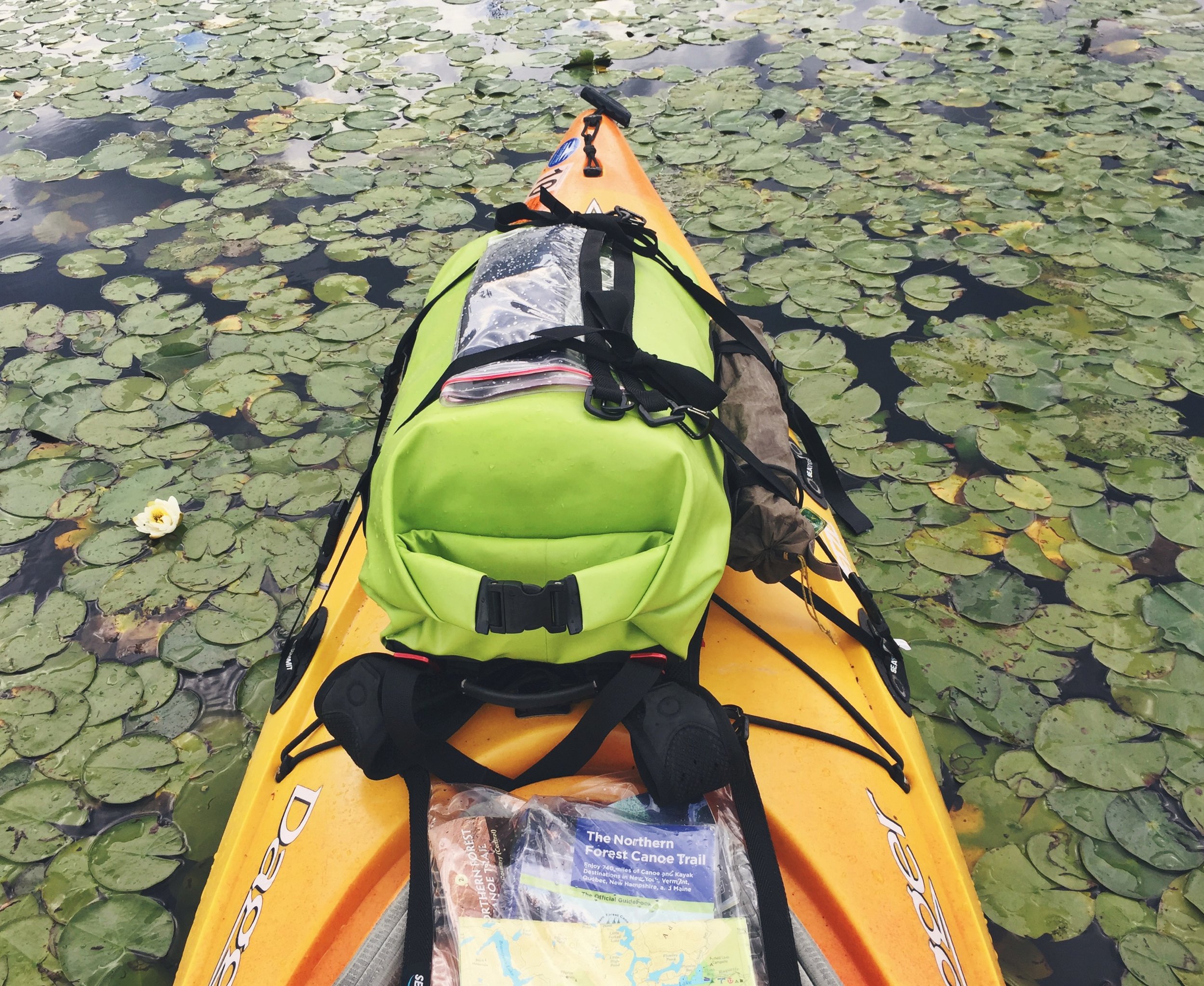 Paddling through the lilies on Browns Tract Inlet